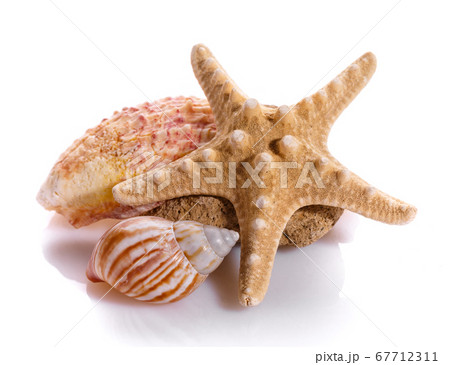 Seashell collection isolated on the white Seashell collection isolated on the white 67712311