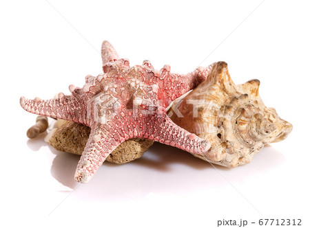 Some shells from the ocean isolated on white 67712312