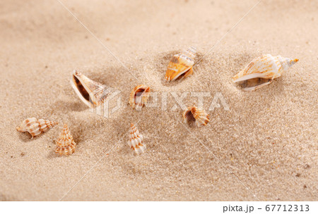 Various small seashells lie in the sand on the Various small seashells lie in the sand on the 67712313