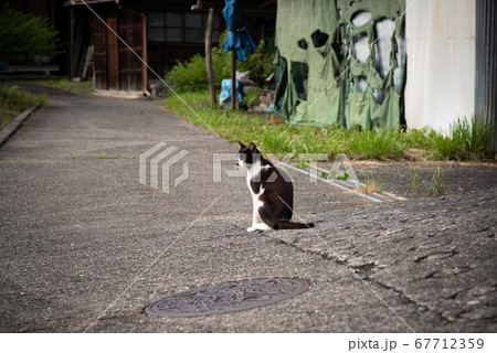 猫がいる風景　　黒白猫 67712359