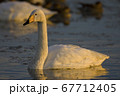 白鳥 67712405