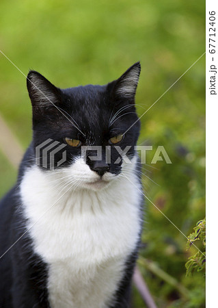 公園のぬし 67712406