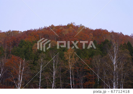 高原の紅葉3 67712418