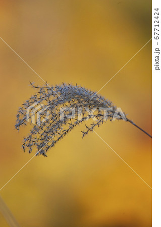 秋のすすき 67712424