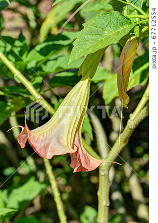 木立朝鮮朝顔 木立朝鮮朝顔 67712554