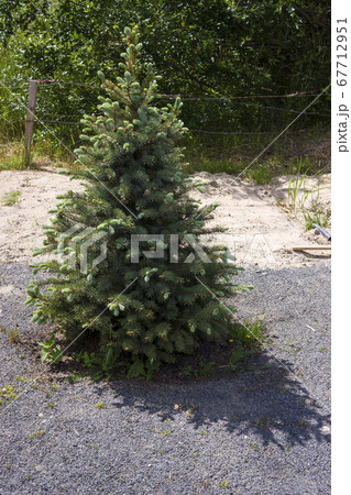 Young beautiful fluffy triangular spruce casts the triangular shadow Young beautiful fluffy triangular spruce casts the triangular shadow 67712951