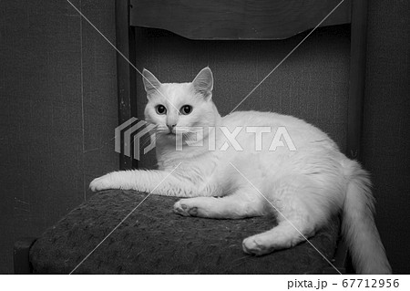 White cat on a black and white photo in dark old room on a chair 67712956
