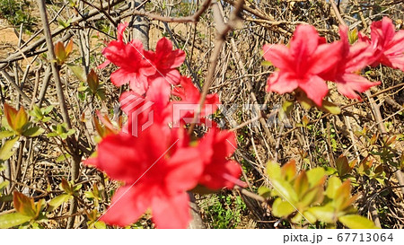 サツキ 花 春 67713064