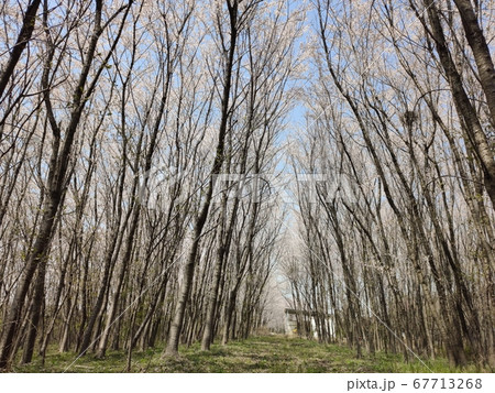 桜 春 花 67713268
