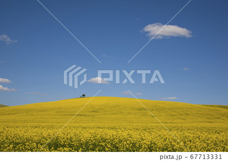 花畑 菜の花 景色 67713331