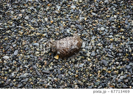 やませのハイペ海岸　打ち上げられたアメフラシ 67713469