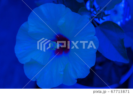 青いハイビスカス 67713871