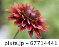 花 67714441