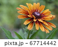 花 67714442