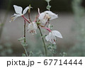 花 67714444