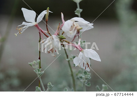 花 花 67714444