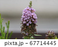 花 67714445