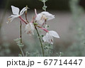 花 67714447
