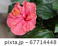 ハイビスカス 67714448