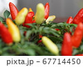ししとう 67714450