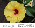 ハイビスカス 67714451
