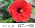 ハイビスカス 67714452