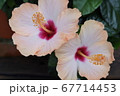 ハイビスカス 67714453