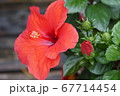 ハイビスカス 67714454