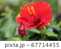 ハイビスカス 67714455
