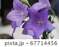 ききょう 67714456