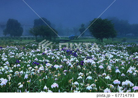西和賀　夜明けのあやめ園 67714793