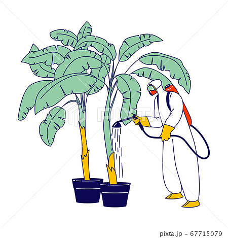 Worker in Protective Suit and Mask Fertilizing Palm Tree on Banana Plantation Labour in Tropical Country Growing Fruits Worker in Protective Suit and Mask Fertilizing Palm Tree on Banana Plantation Labour in Tropical Country Growing Fruits 67715079