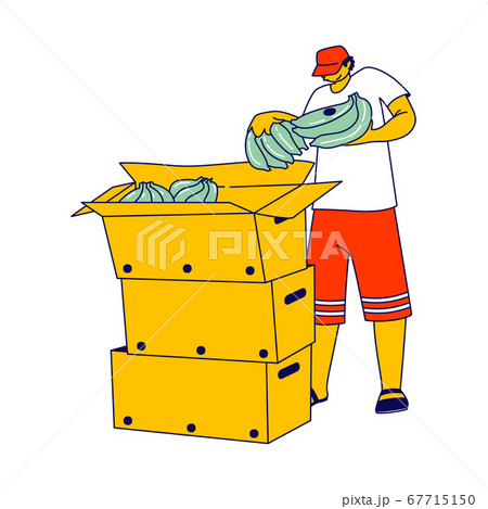Worker Packing Banana into Boxes on Plantation in Tropical Country. Labour Working Grow Fruits for Distribution Abroad 67715150