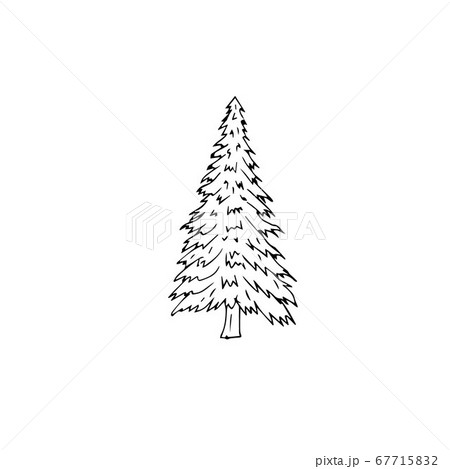Vector hand drawn doodle sketch spruce tree 67715832