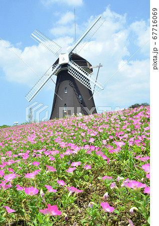 ペチュニアの花が咲く風車の丘 大阪 鶴見緑地公園 の写真素材