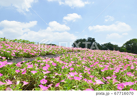 丘に咲くペチュニアの花 大阪 鶴見緑地公園 の写真素材