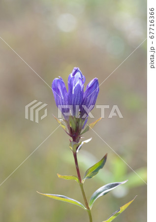 エゾリンドウの花 67716366