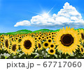 向日葵 67717060