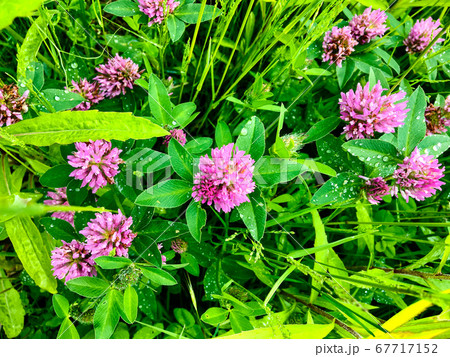 Clover. Trifolium. Shamrock. All this is meadow clover 67717152