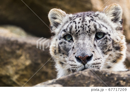 Snow Leopard on the rocks Snow Leopard on the rocks 67717209
