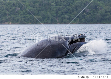 Humpback whale crashes to the surface of the ocean 67717323