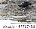 Black Vulture foraging in the rock pools 67717438