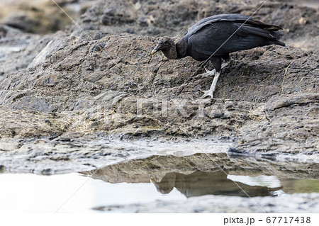 Black Vulture foraging in the rock pools Black Vulture foraging in the rock pools 67717438