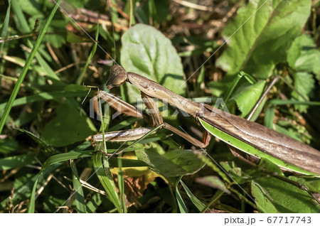 昆虫 虫 風景 67717743