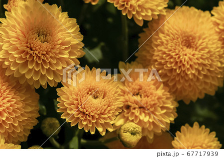 花 黄色 イエロー 67717939