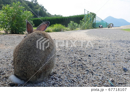 うさぎ島(大久野島)のウサギ達 うさぎ島(大久野島)のウサギ達 67718107