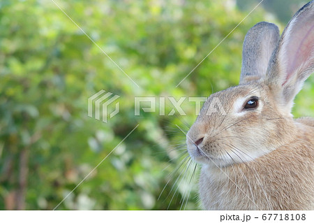 うさぎ島(大久野島)のウサギ達 うさぎ島(大久野島)のウサギ達 67718108