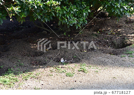 うさぎ島（大久野島）のウサギ達 67718127