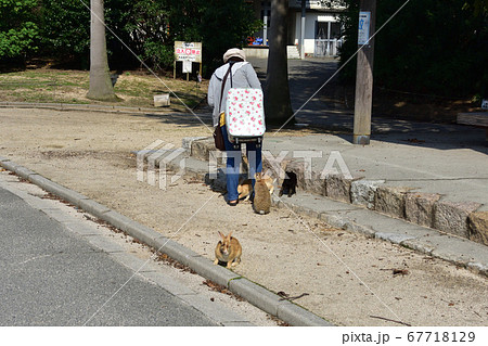 うさぎ島（大久野島）のウサギ達 67718129