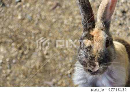うさぎ島 大久野島 のウサギ達の写真素材